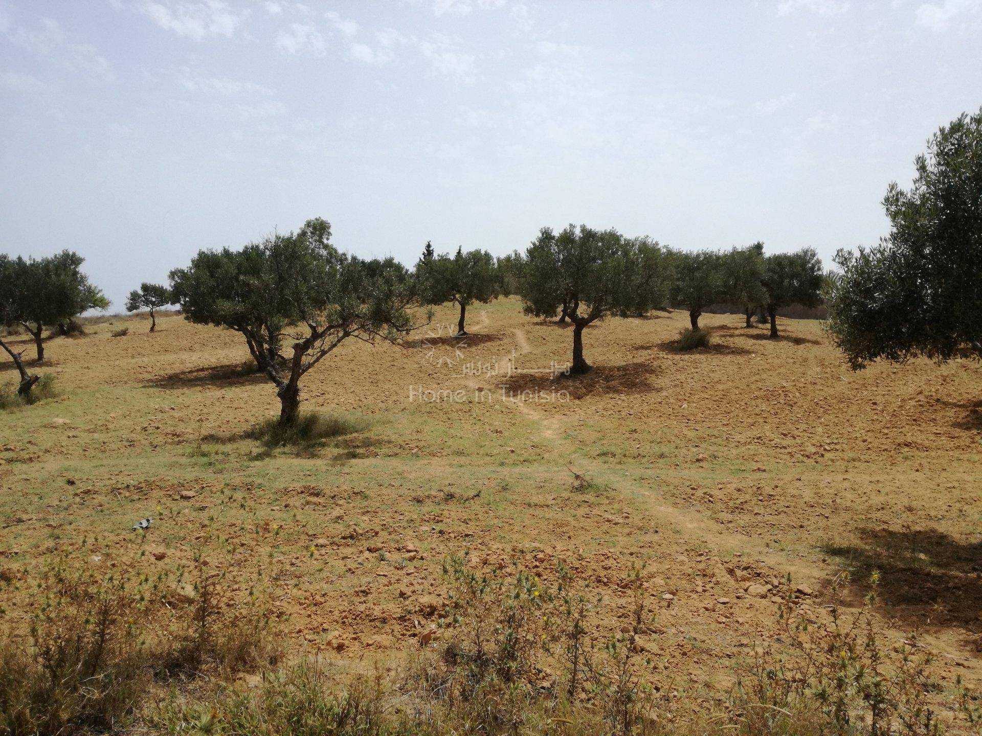 Tanah dalam Akouda, Sousse 11286411