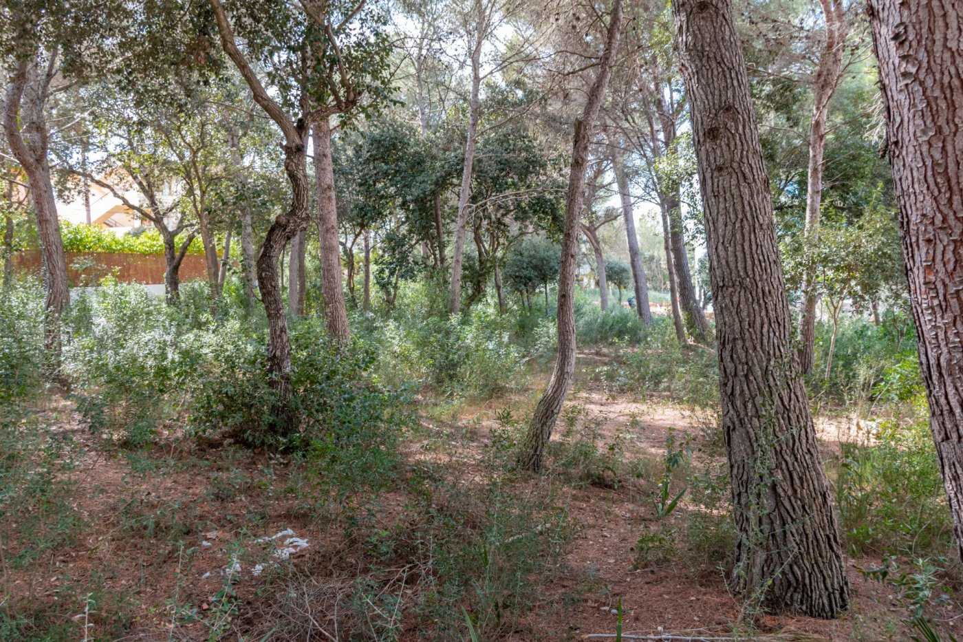 Land in Capdepera, Illes Balears 11298174