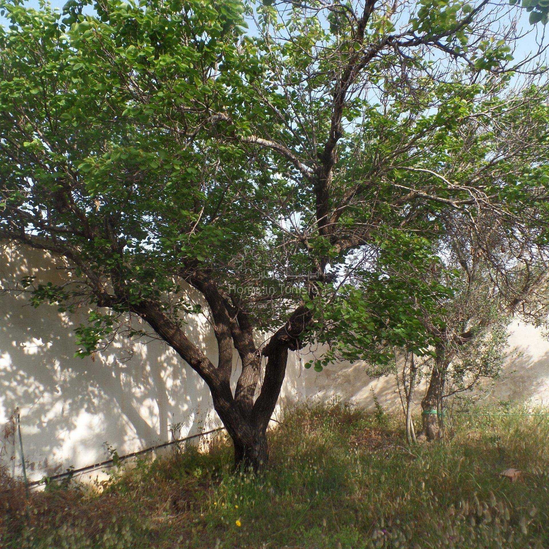 Land in Bir Challouf, Nabeul 11318093