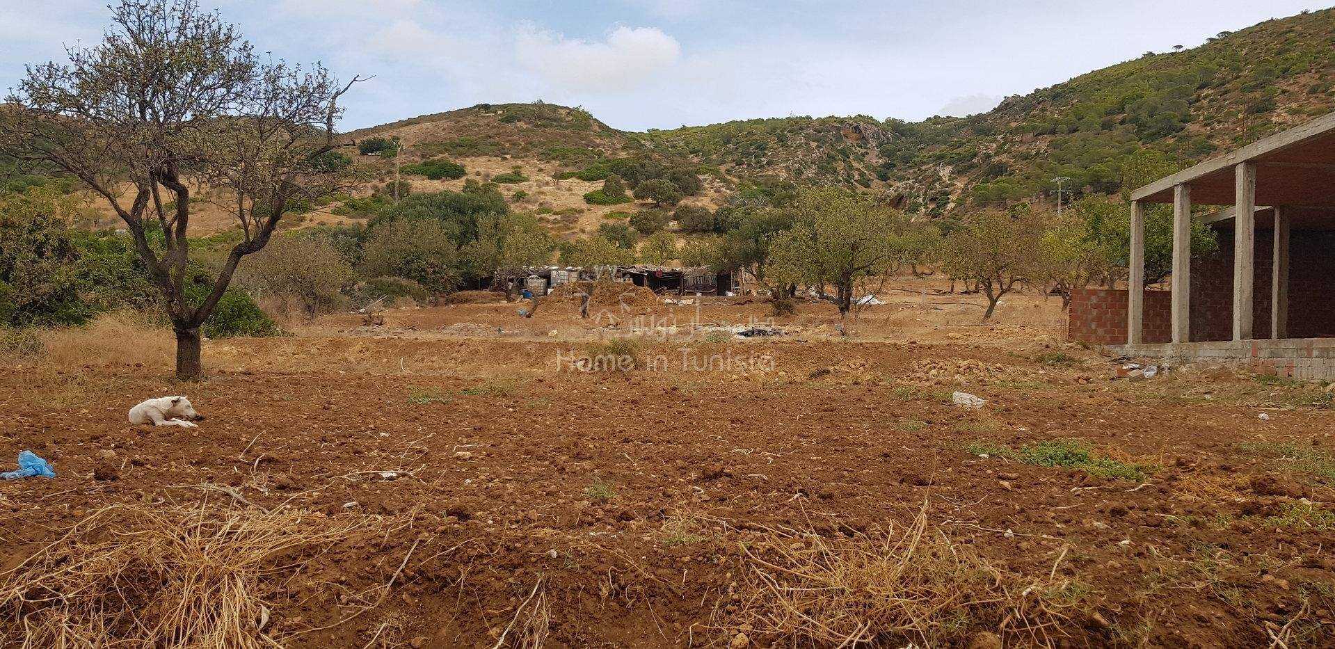 Tanah di Rhar el Mela, Bizerte 11318119