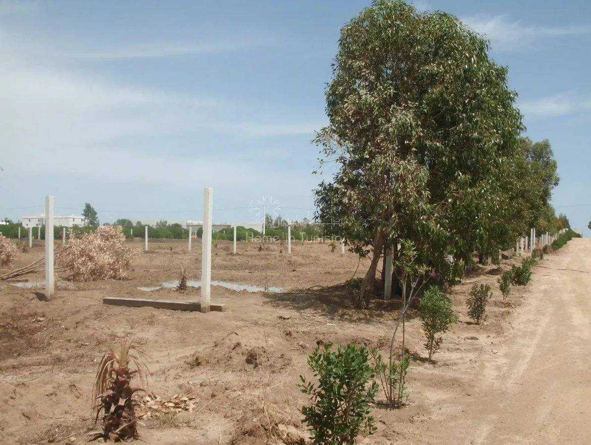 Tanah di Harqalah, Sousse 11319003
