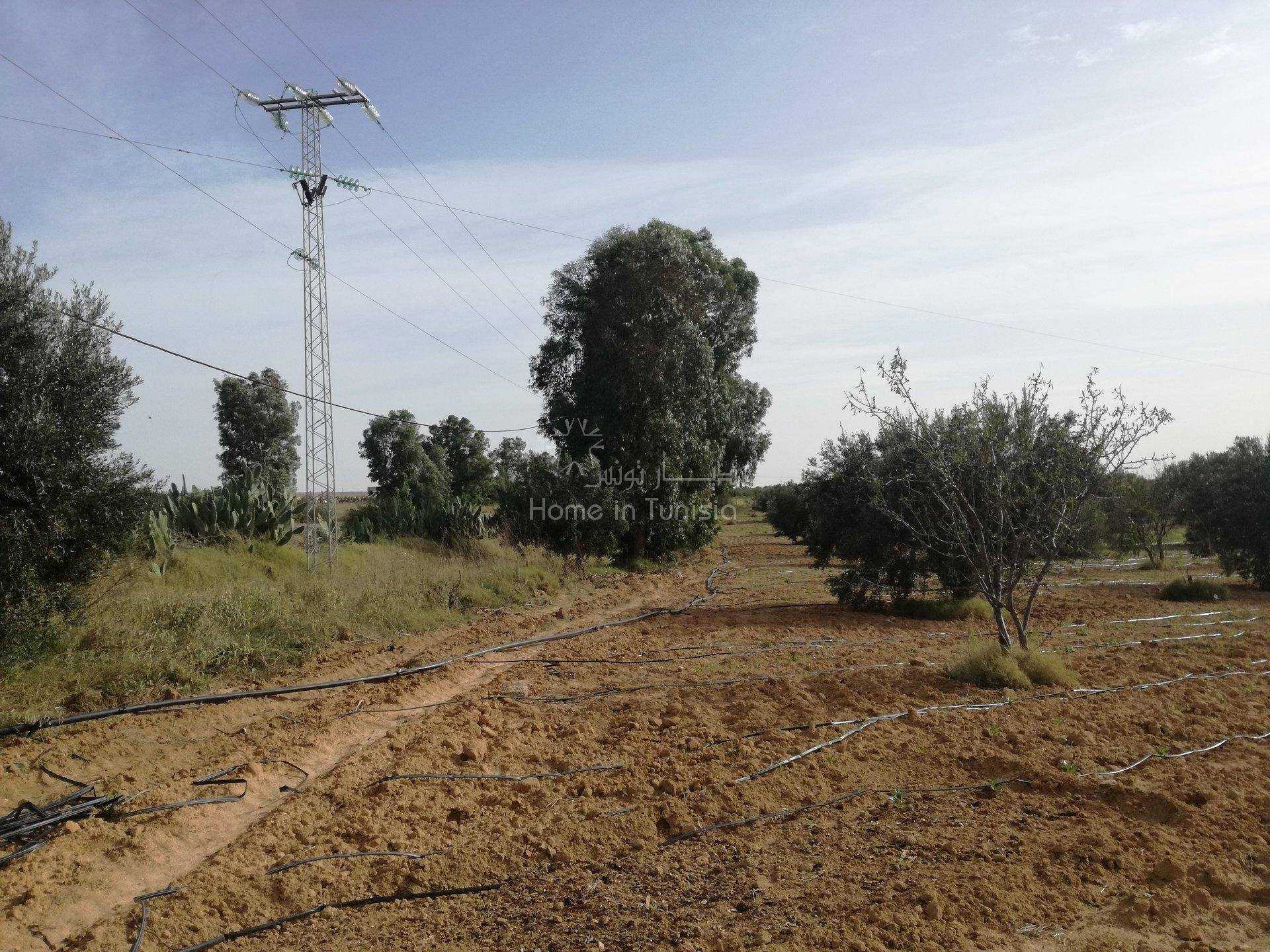 Land in Kalaa Srira, Sousse 11319399