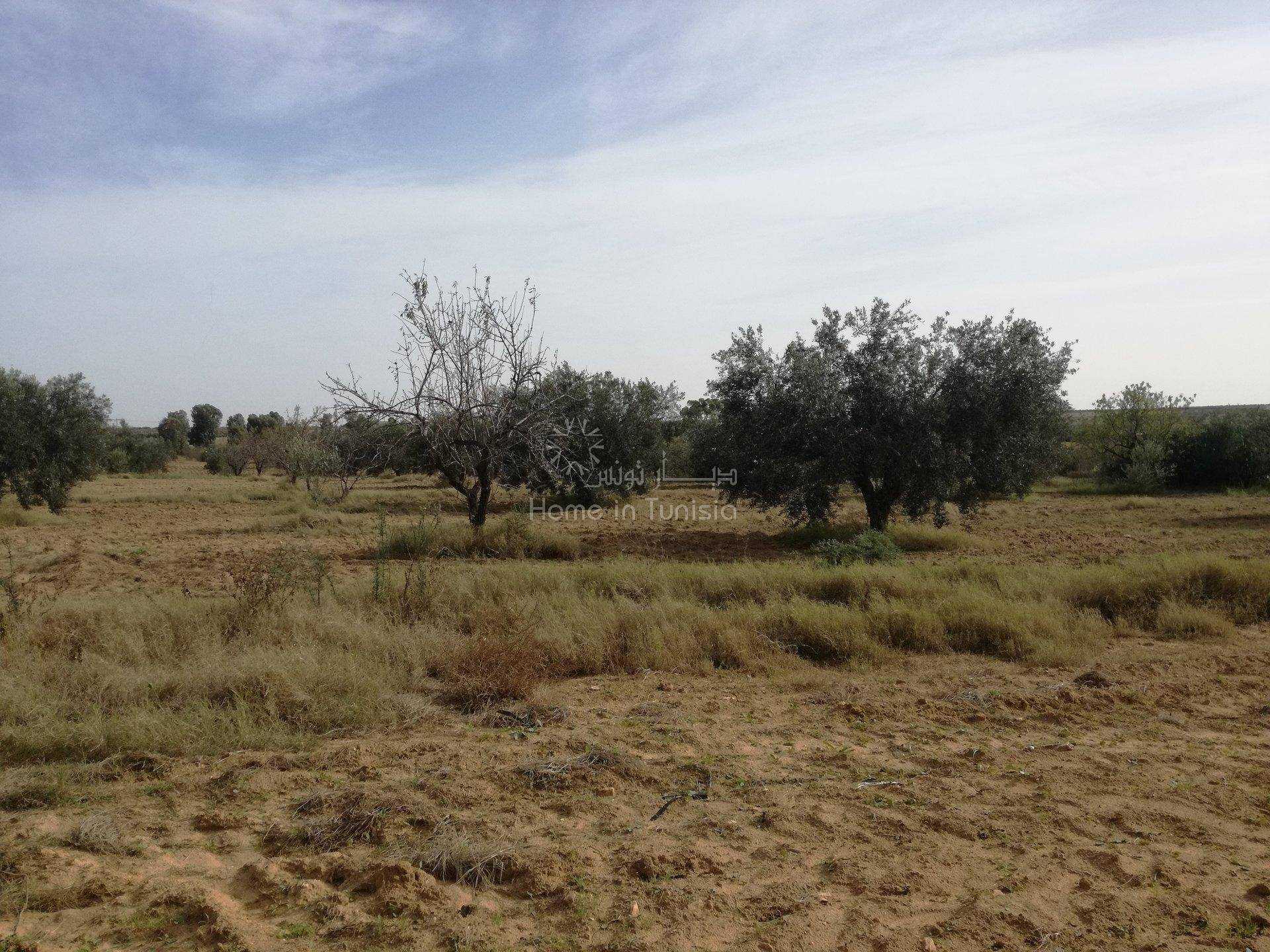 Land in Kalaa Srira, Sousse 11319399