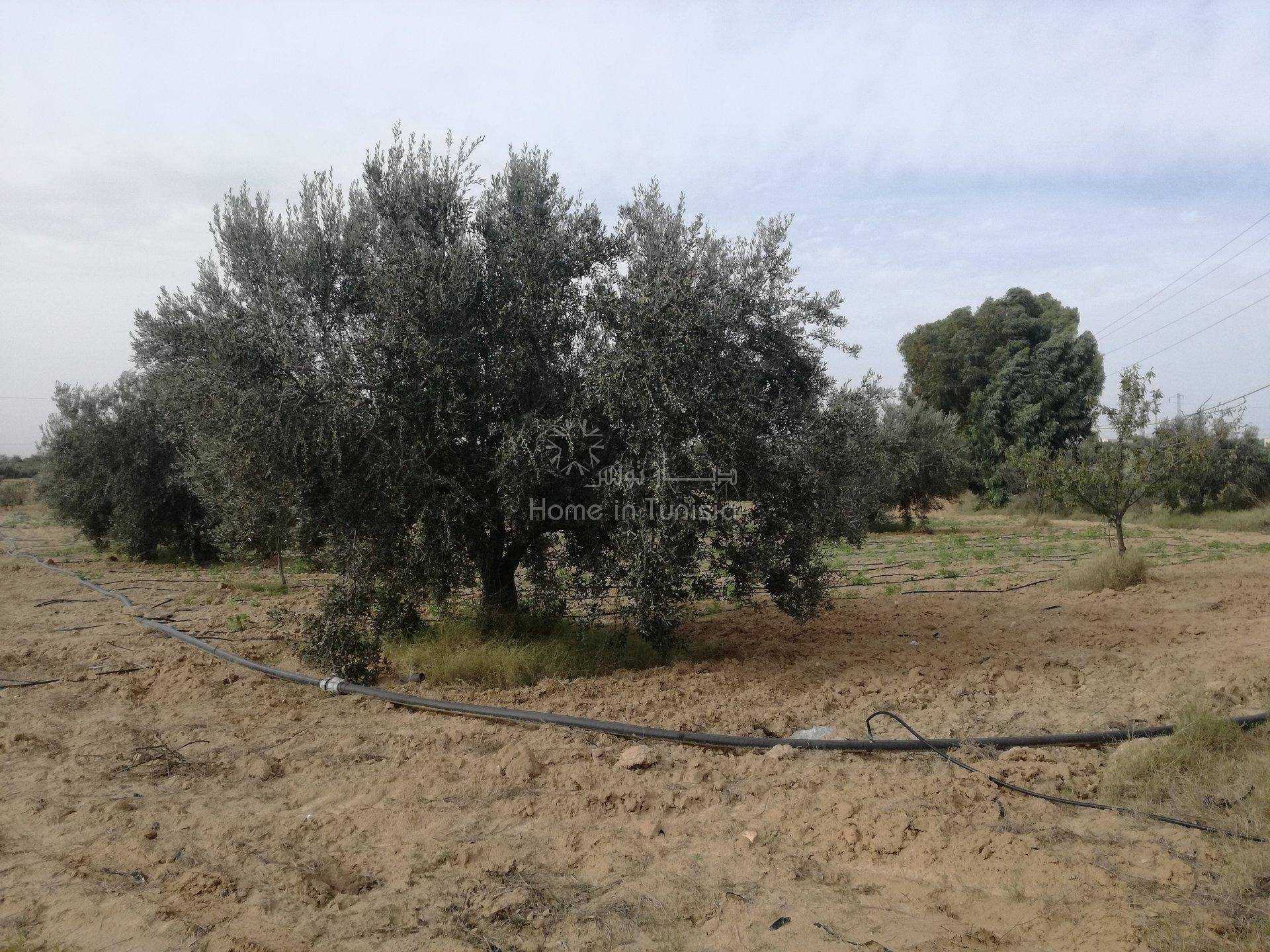 Tanah dalam Kalaa Srira, Sousse 11319399