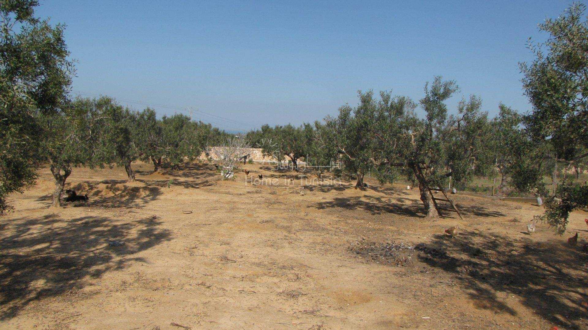 Terre dans El Haj Mohammed Zarrouch, Sousse 11353795