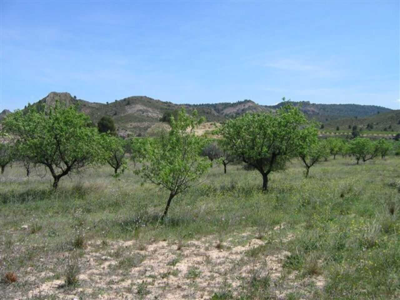 Tanah di Calasparra, Murcia 11385123