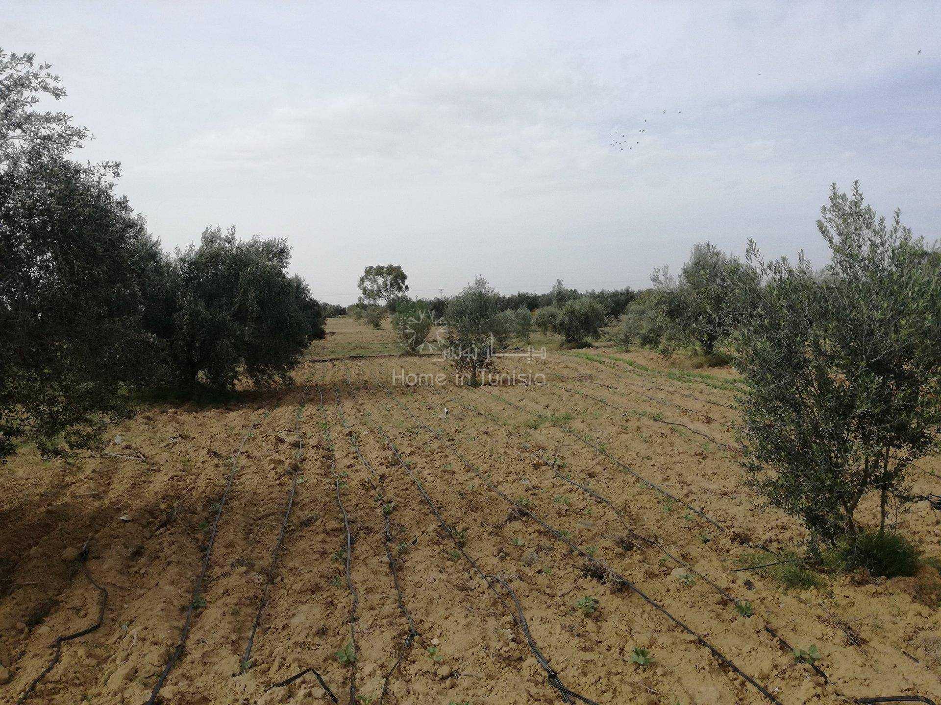 Terre dans Kalaa Srira, Sousse 11389407