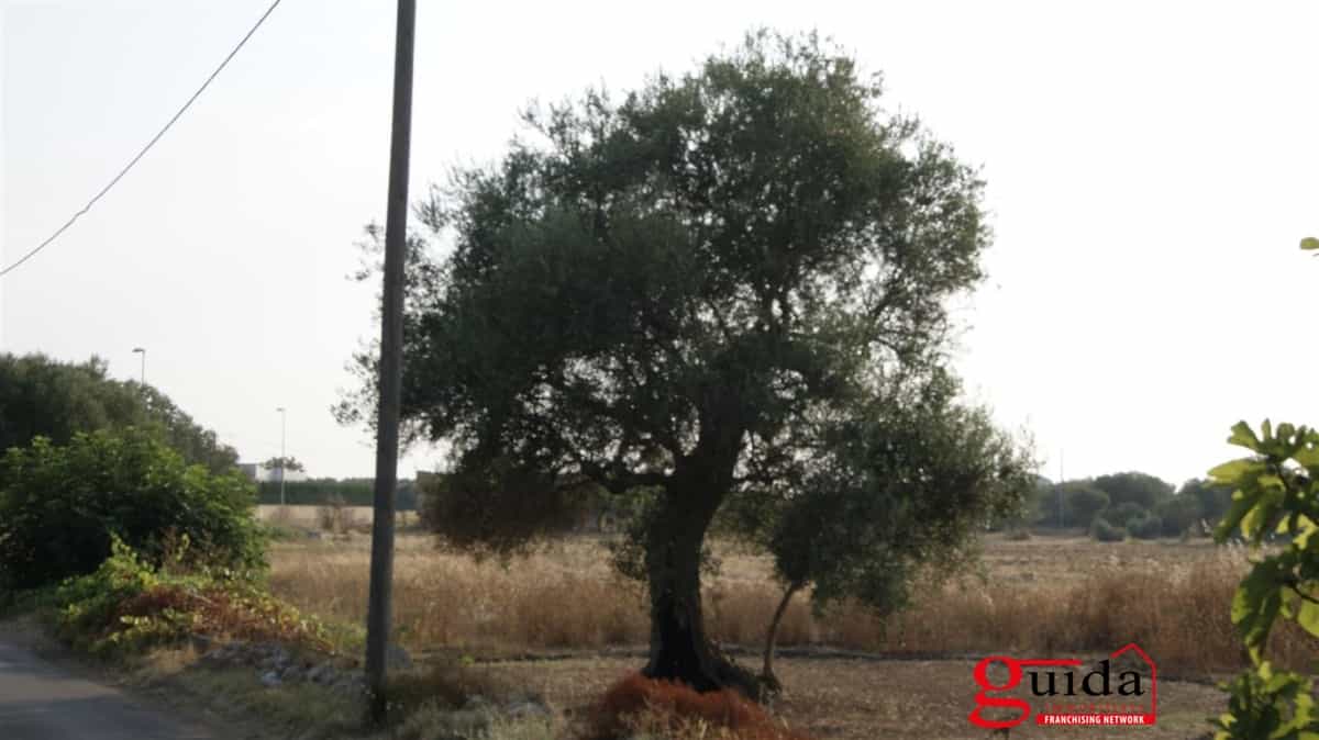 Tanah dalam Matino, Puglia 11508713