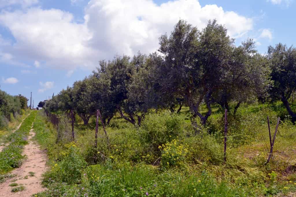 Land in Agioi Theodoroi, Kriti 11511715