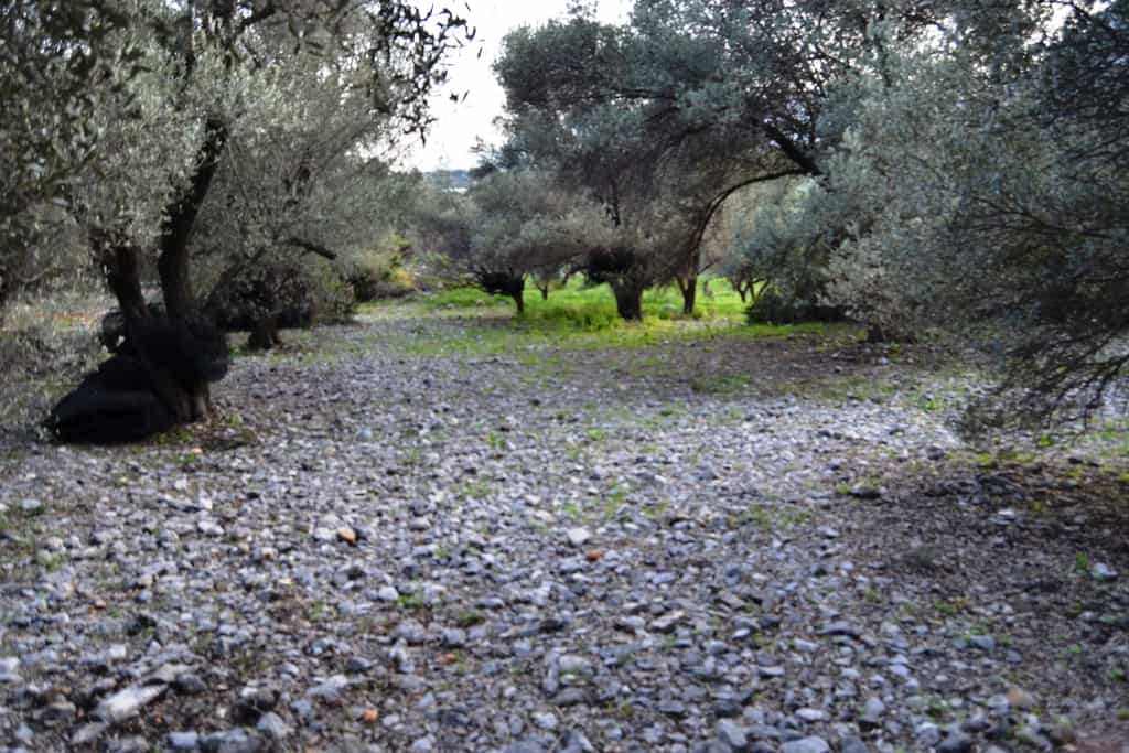 Tanah dalam Tylisos, Kriti 11512115