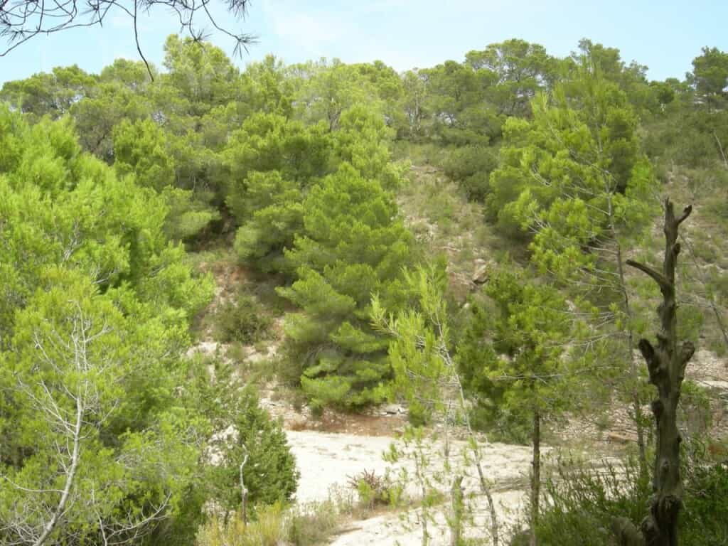 Land in San Carlos, De Balearen 11515212