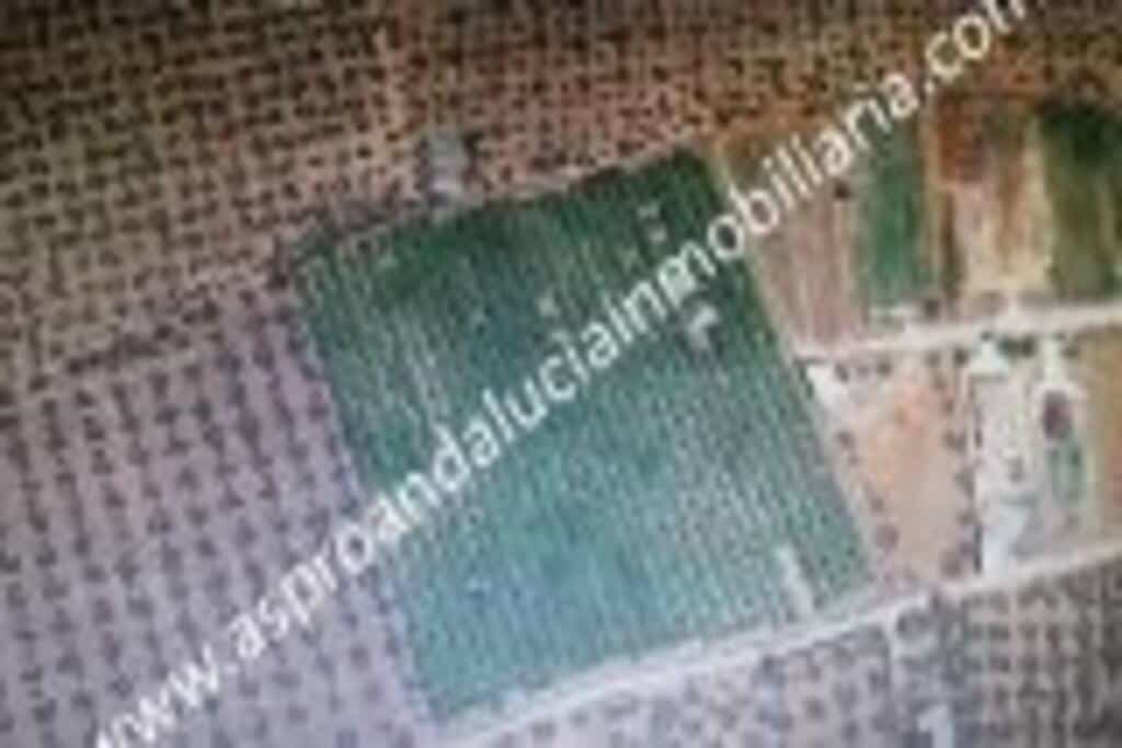 Land in Pilas, Andalusia 11516449