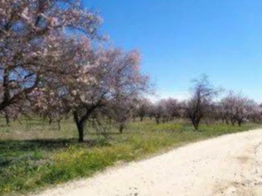 Tanah dalam Olias del Rey, Castille-La Mancha 11519217
