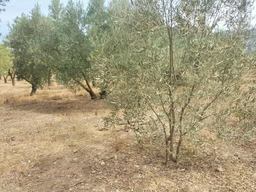 Land in Durcal, Andalusia 11523599