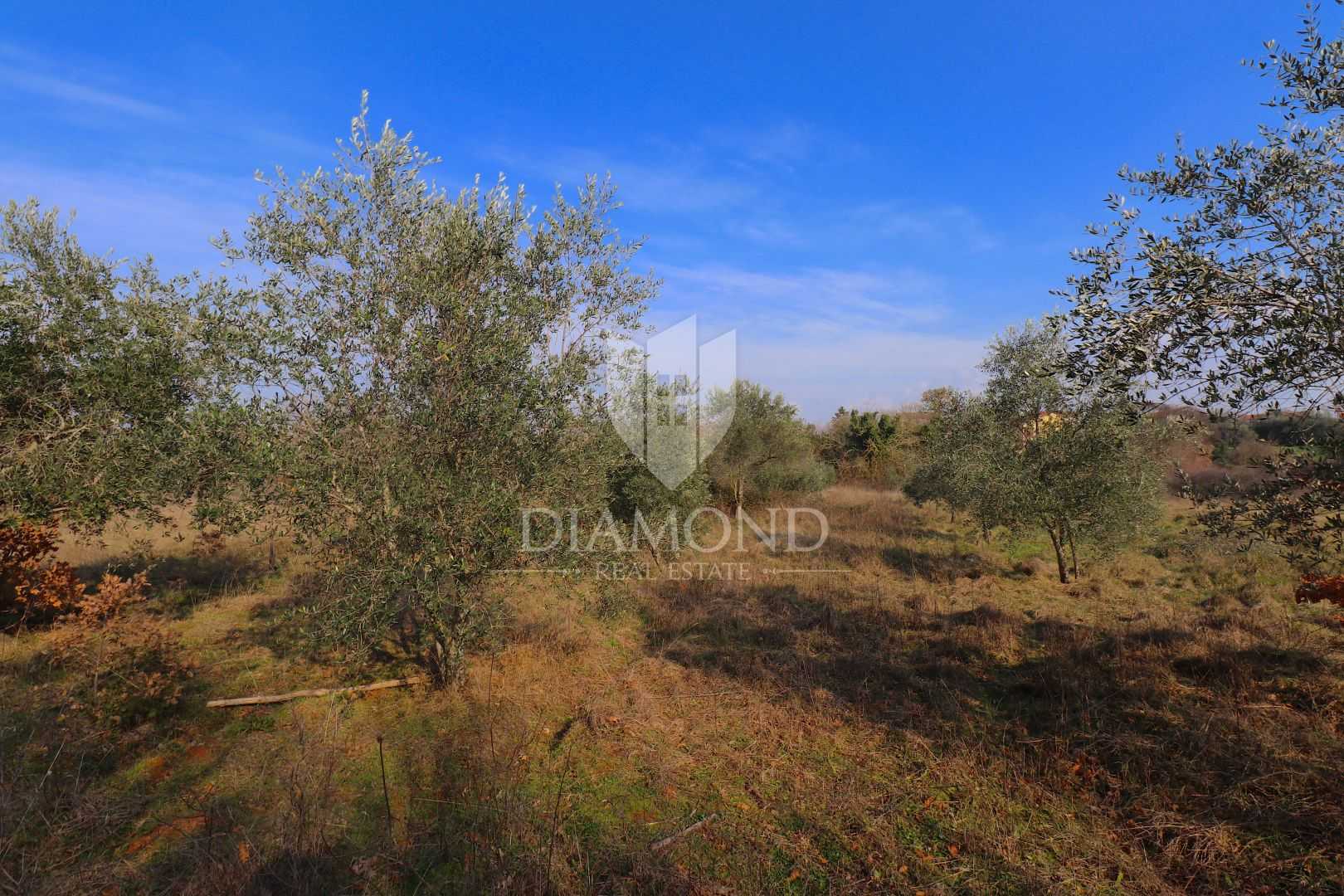 Land in Barban, Istria County 11530618