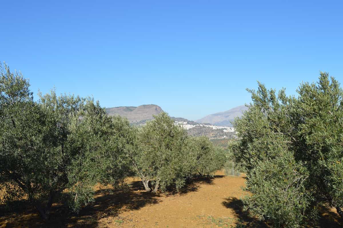 Land in Carratraca, Andalusia 11541199