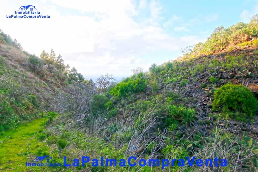 Jord i Puntagorda, Kanariske øer 11555306