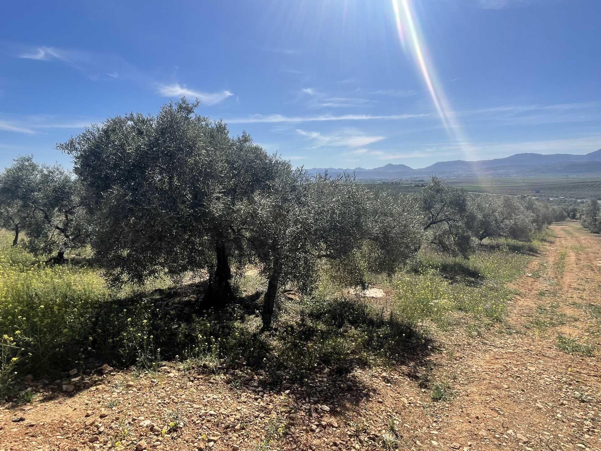 Land in Mollina, Andalusia 11654757