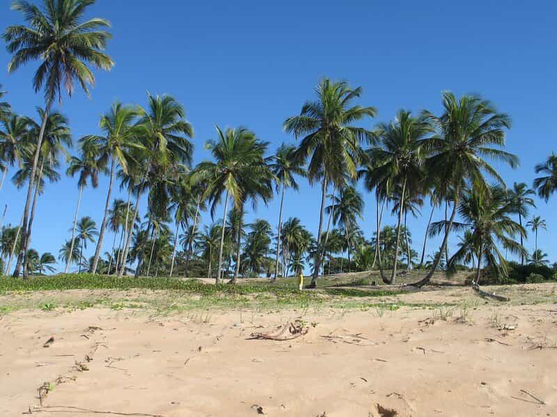 집 에 , State of Bahia 11687449