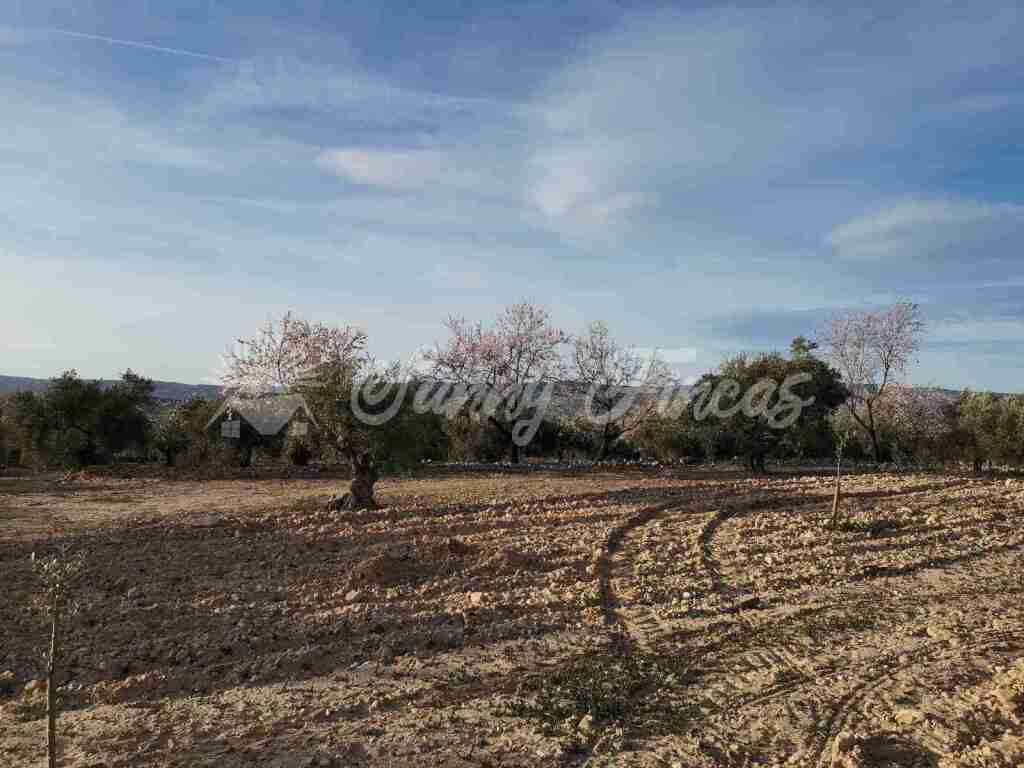 Land in Biar, Comunidad Valenciana 11702034