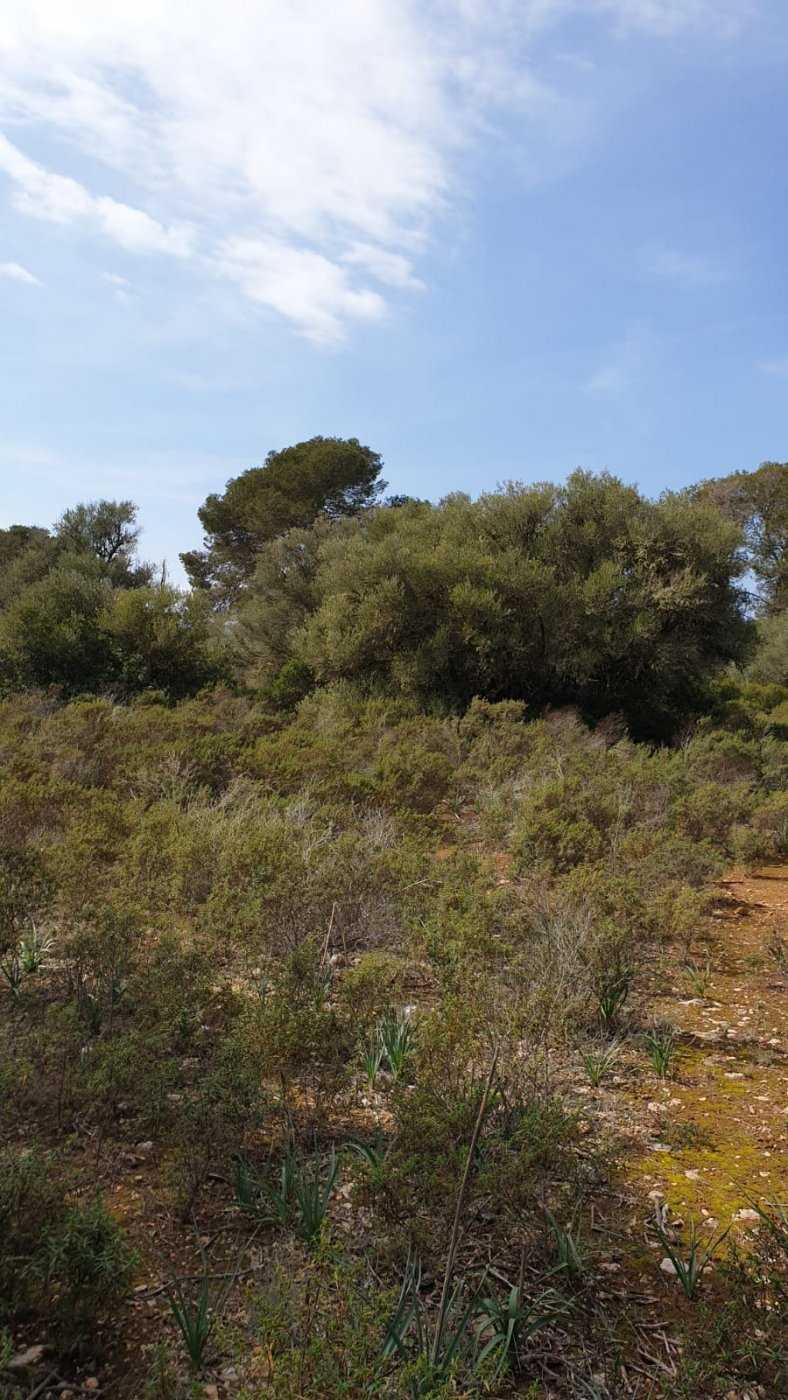 Tanah dalam Llucmajor, Illes Balears 11707285