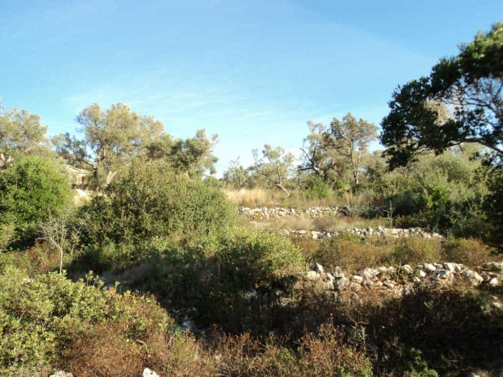 Tanah dalam Alexandros, Ionia Nisia 11723641