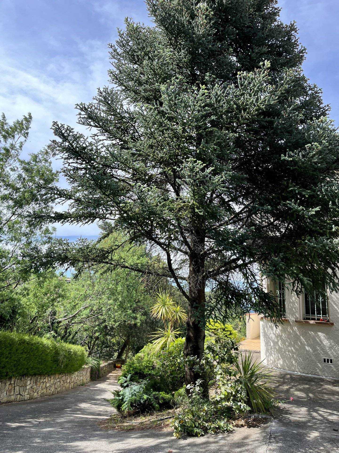 房子 在 Céret, Occitanie 11727593