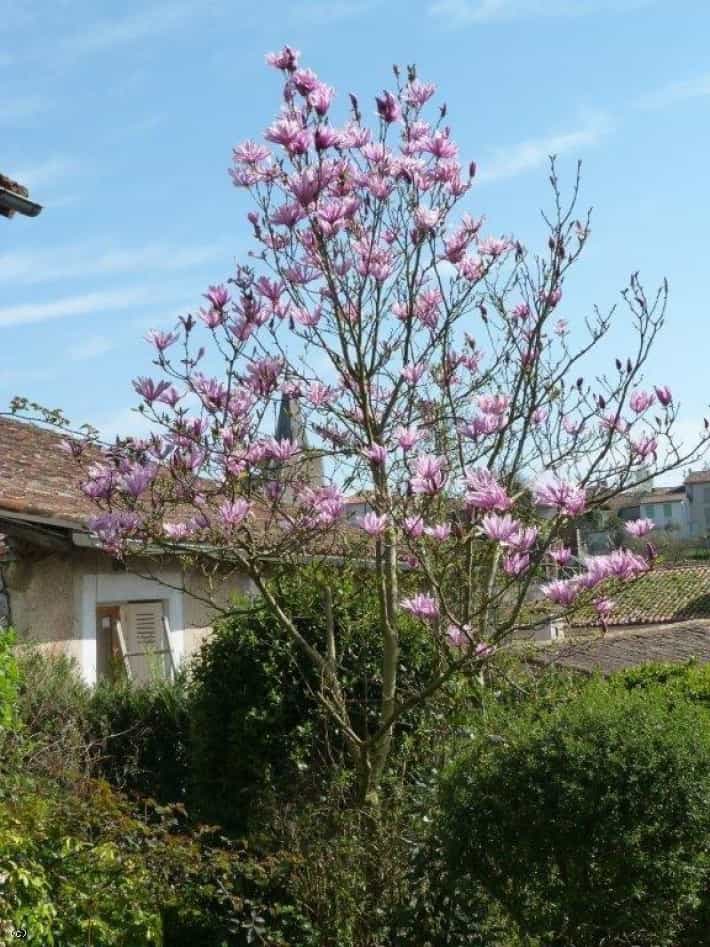 Huis in Charroux, Nouvelle-Aquitaine 11730578