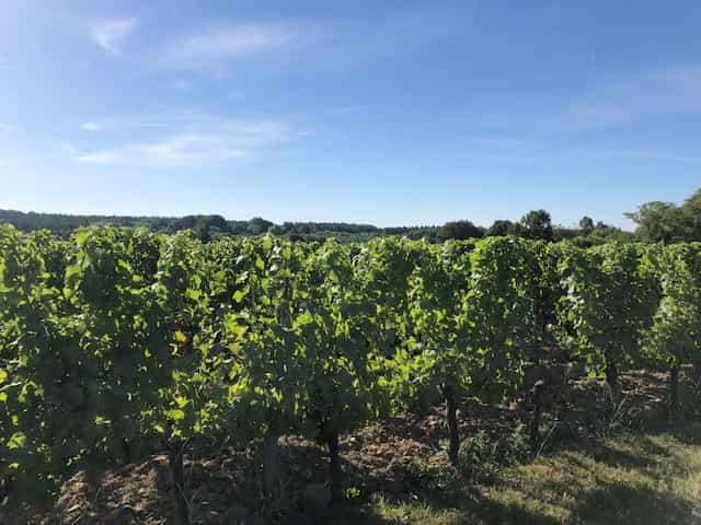 Andere in Monbazillac, Nouvelle-Aquitaine 11733932