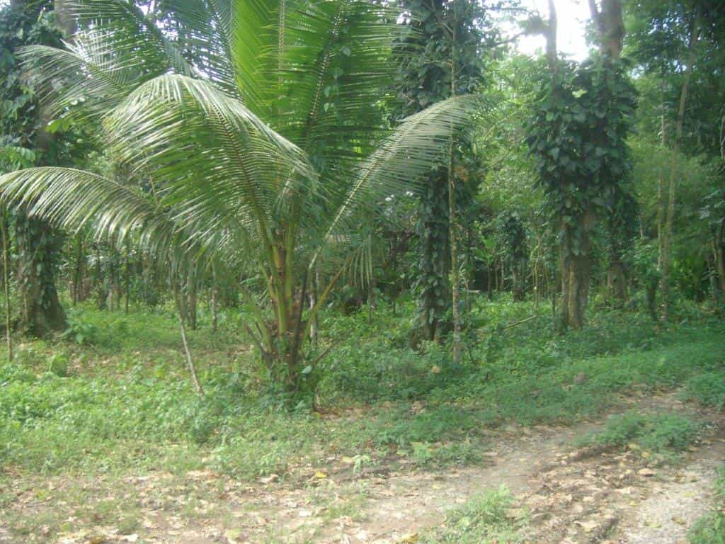 Land in Irapa, Sucre 11867448