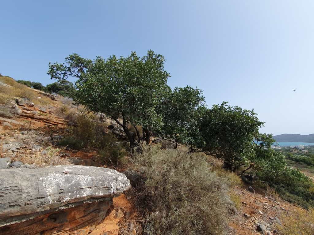 Земельные участки в Ацимпрага, Крити 11914314