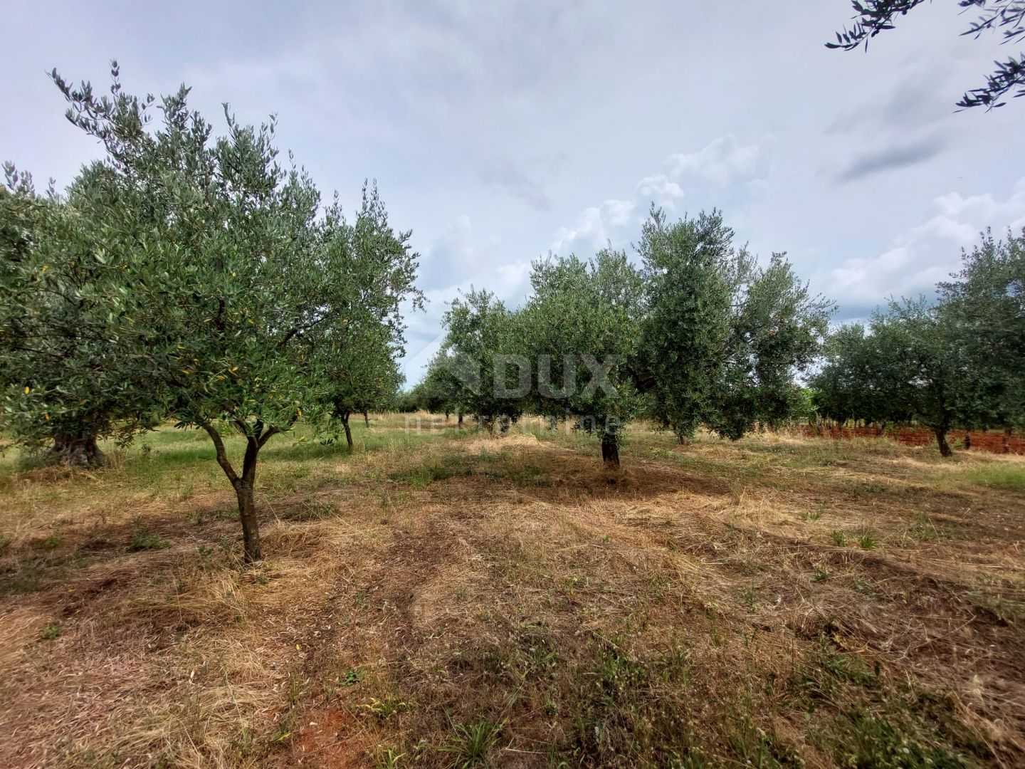 Tanah di Brtonigla, Istria County 11959908