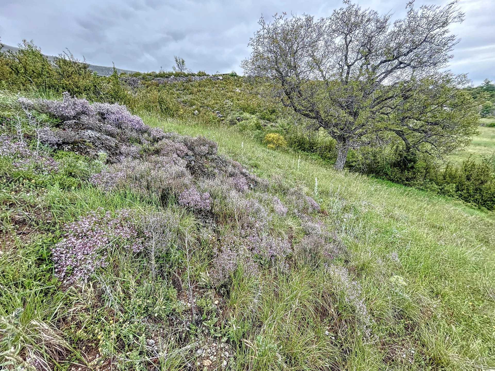 Tanah dalam Demandolx, Provence-Alpes-Côte d'Azur 11973453