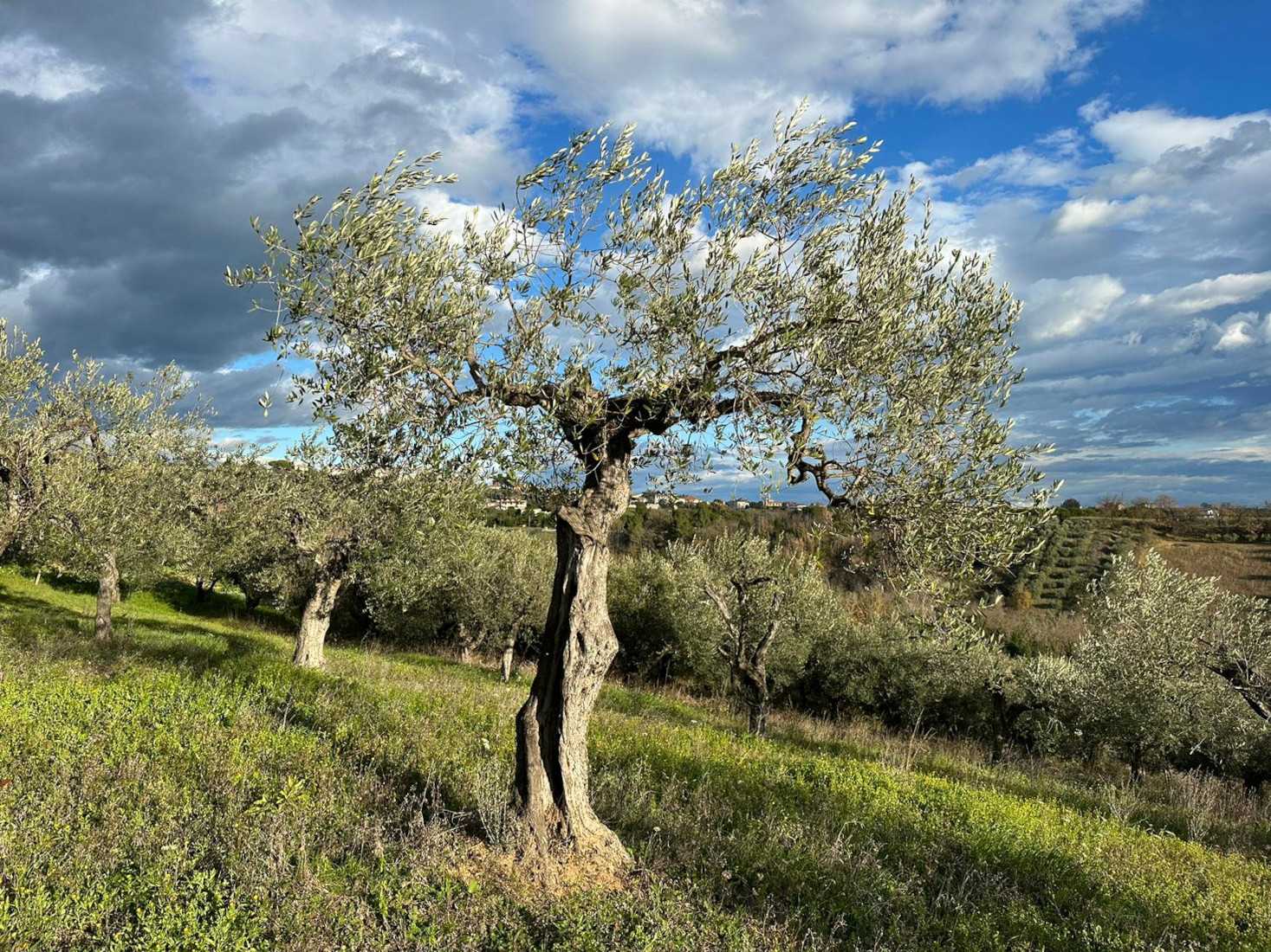 Γη σε Torrevecchia Teatina, Abruzzo 12003007