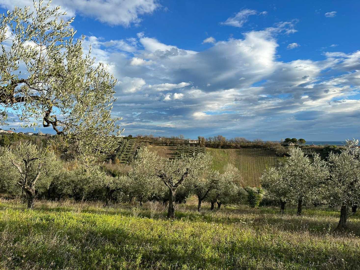 Land in Torrevecchia Teatina, Abruzzo 12003007