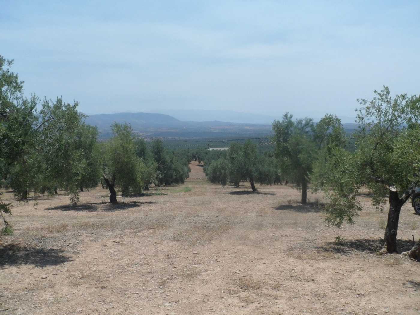Terre dans Granada, Andalusia 12011710