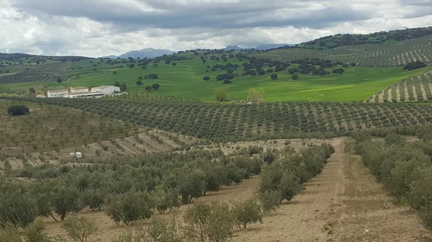 Tanah dalam Granada, Andalusia 12011729