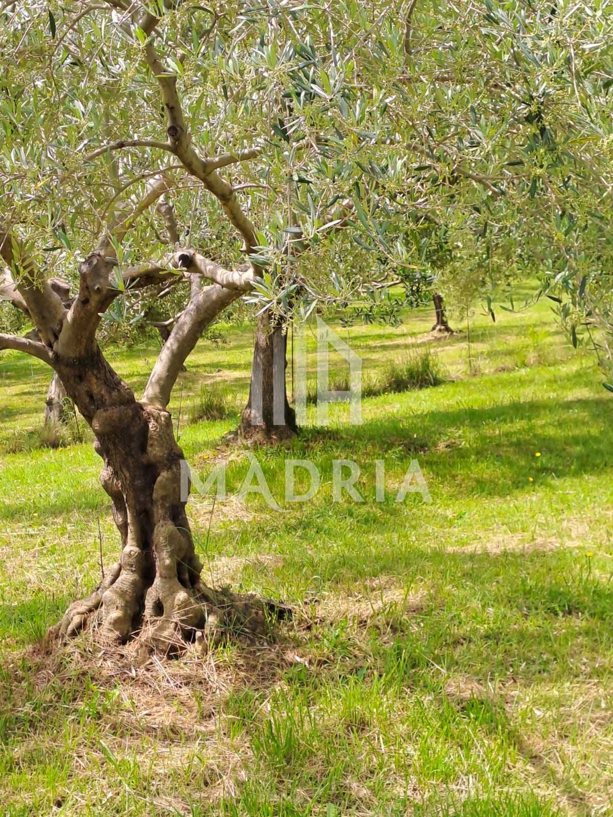 Tanah di Radovin, Zadar County 12105323