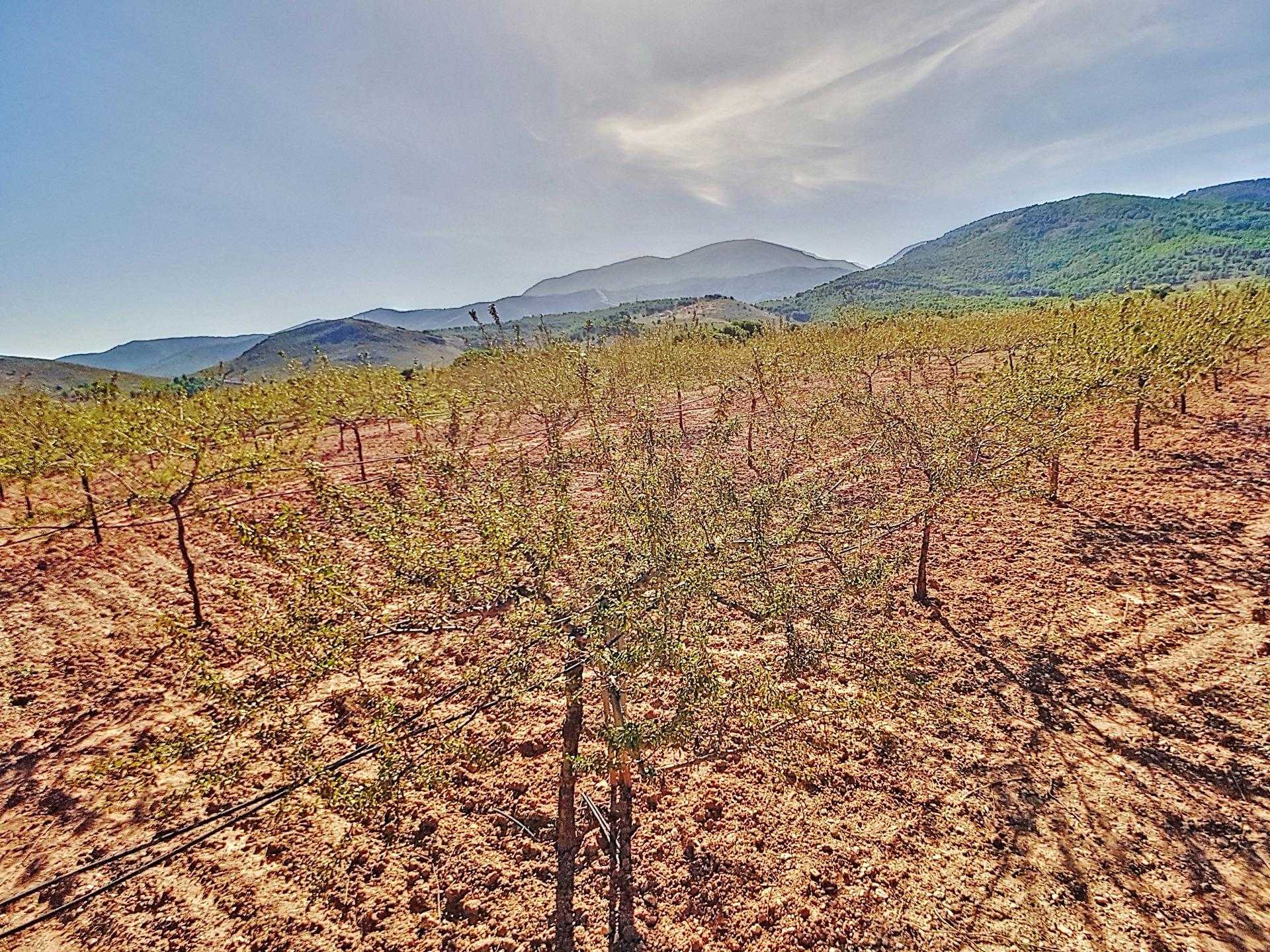Maa sisään Laujar de Andarax, Andalusia 12282417