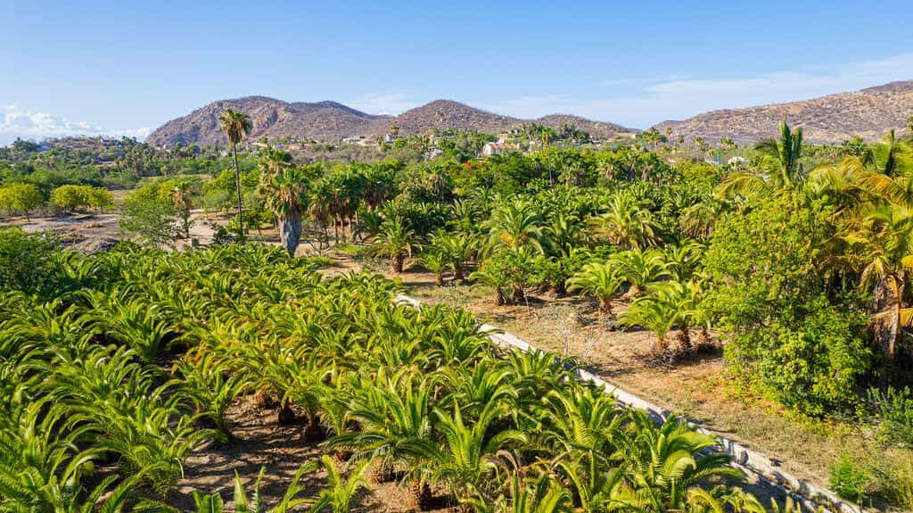 Tanah di San José del Cabo, Baja California Sur 12303242
