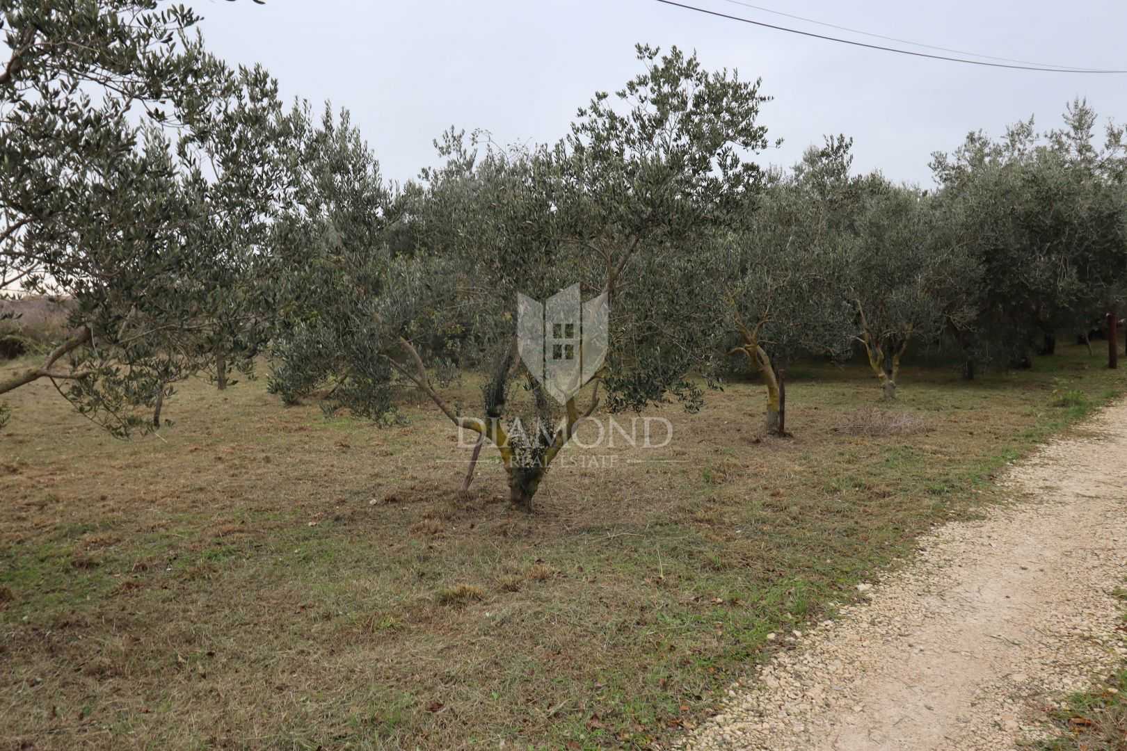 الأرض في Loborika, Istria County 12405311