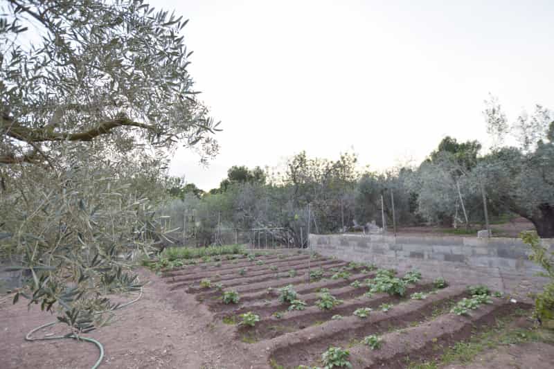 Inny w Albalat dels Tarongers, Valencian Community 12481175