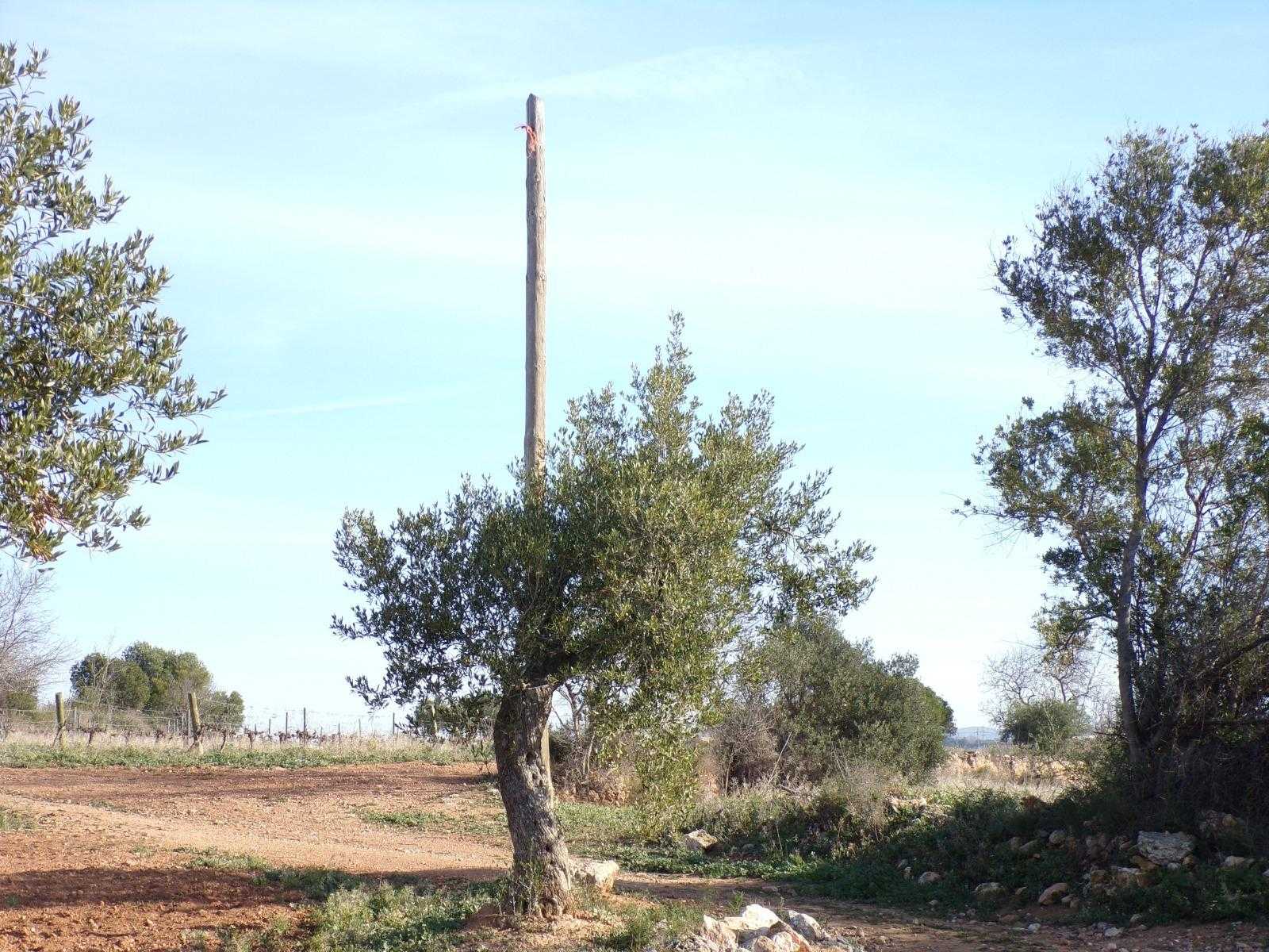 Tanah di Bellvei, Cataluña 12531530