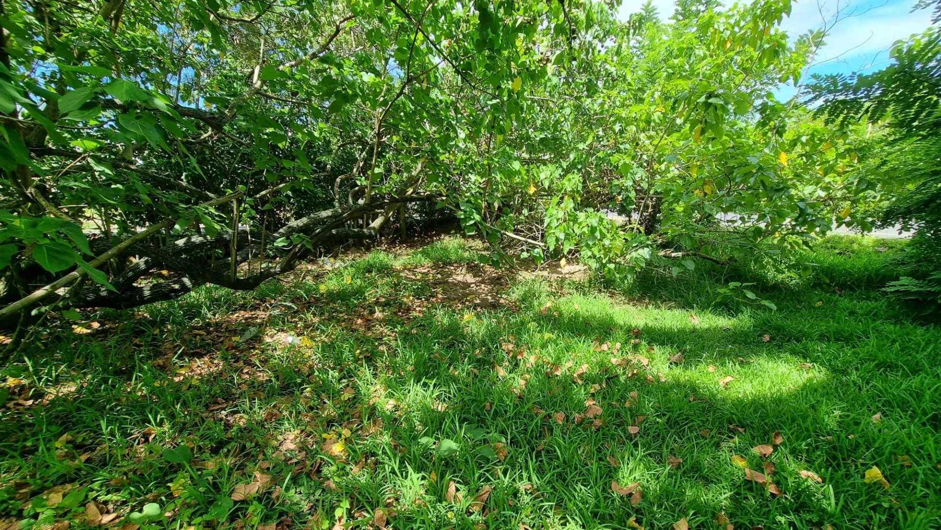Tanah dalam Papeete, Îles du Vent 12633315