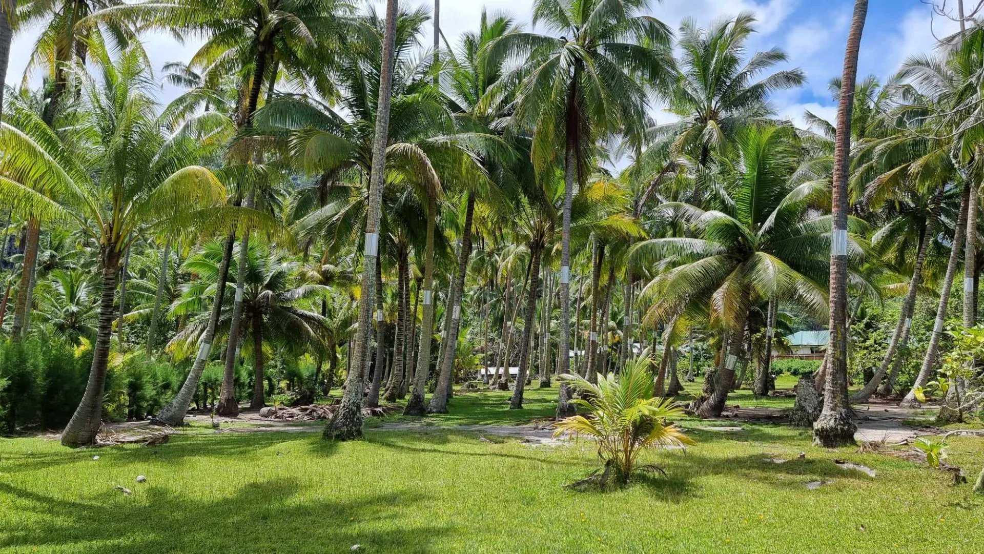 Tanah dalam Papeete, Îles du Vent 12633316