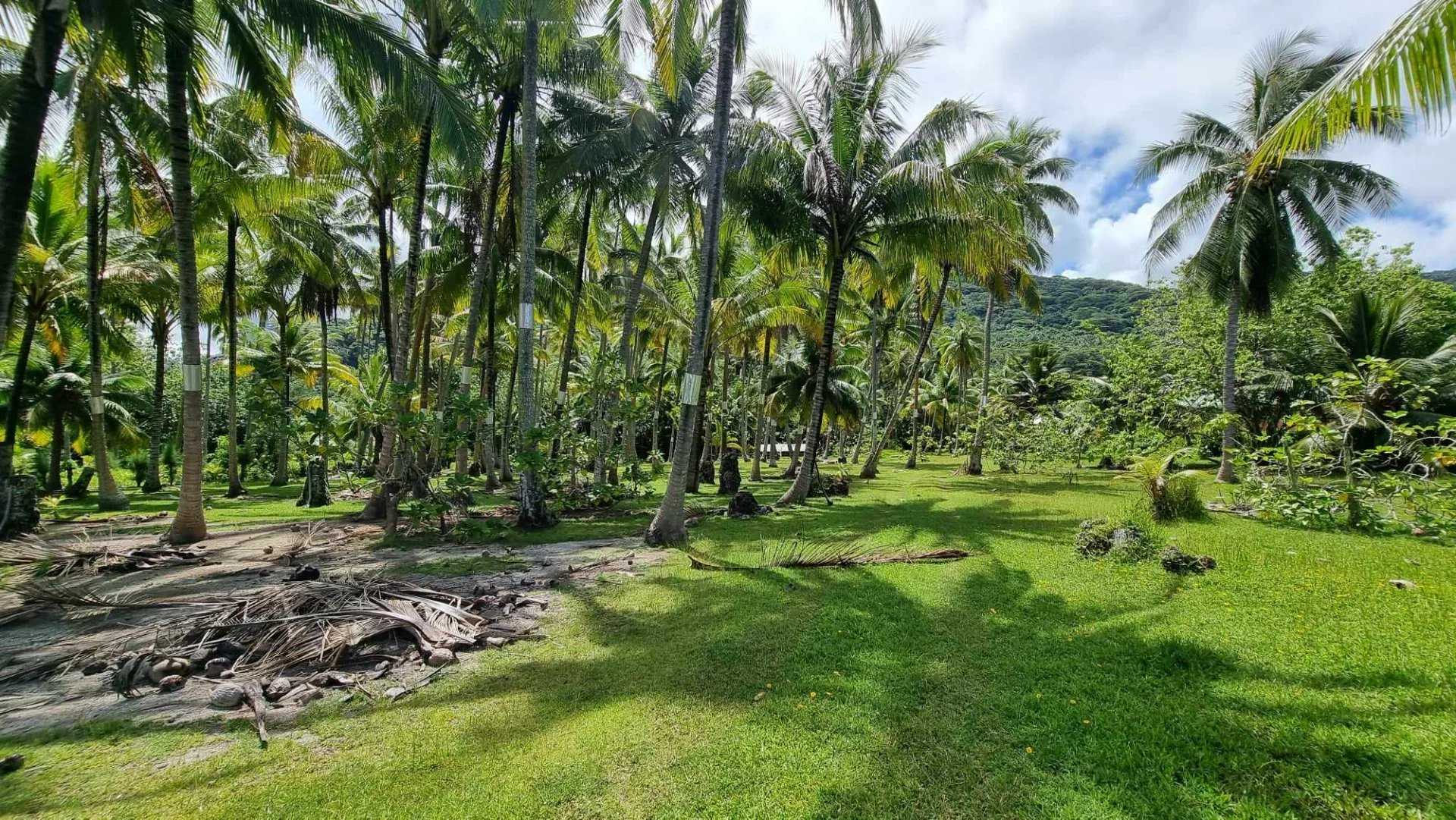 Land in Papeete, Iles du Vent 12633317