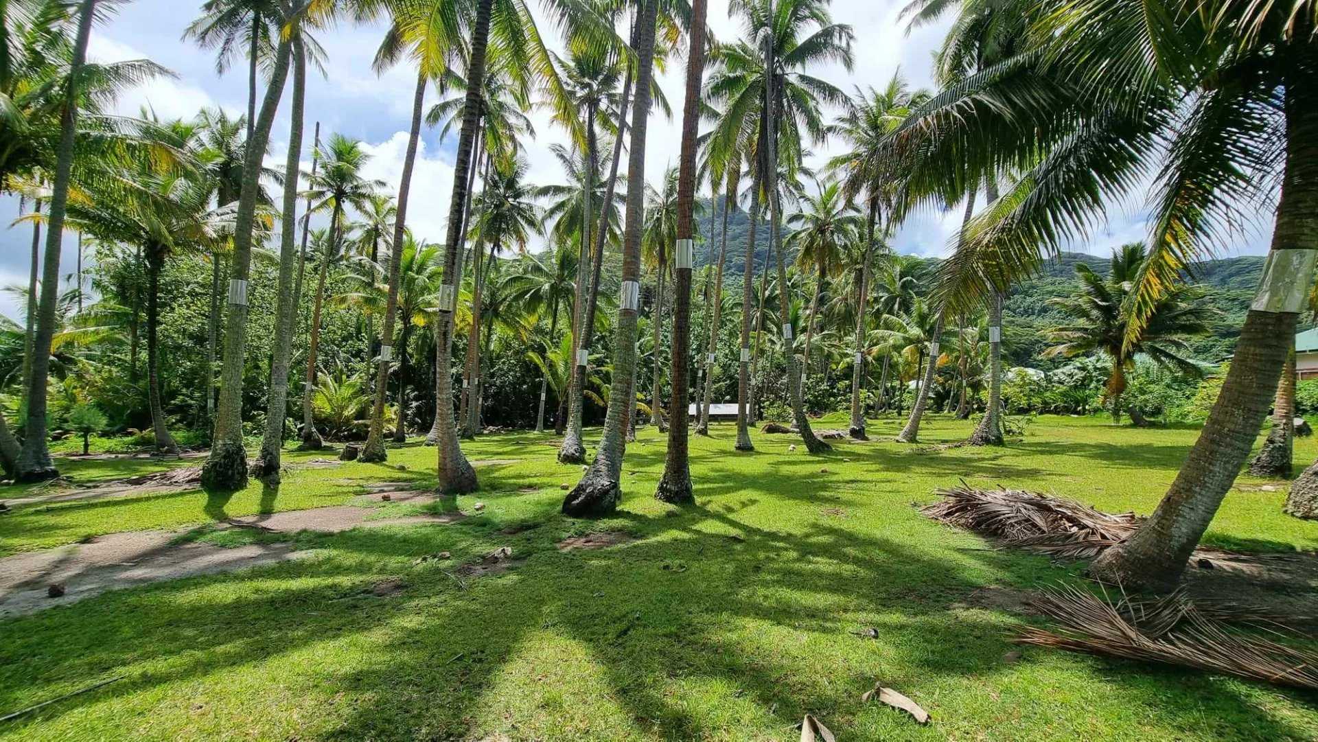 Land in Papeete, Iles du Vent 12633318