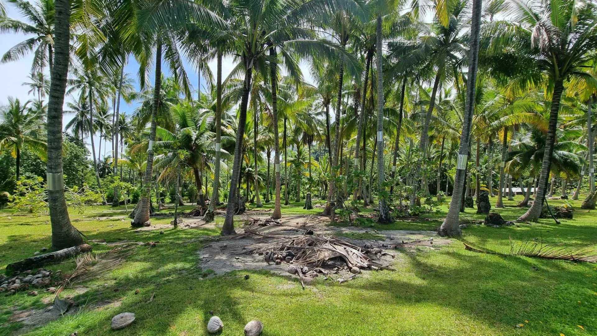 Tanah dalam Papeete, Îles du Vent 12633318