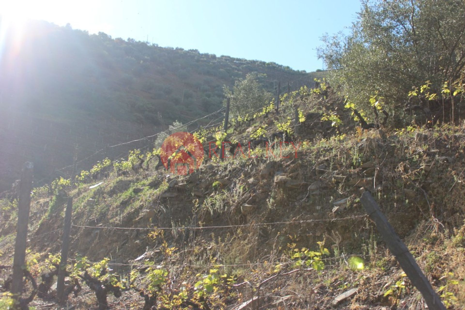 Andere im Ervedosa do Douro, Viseu 10007850