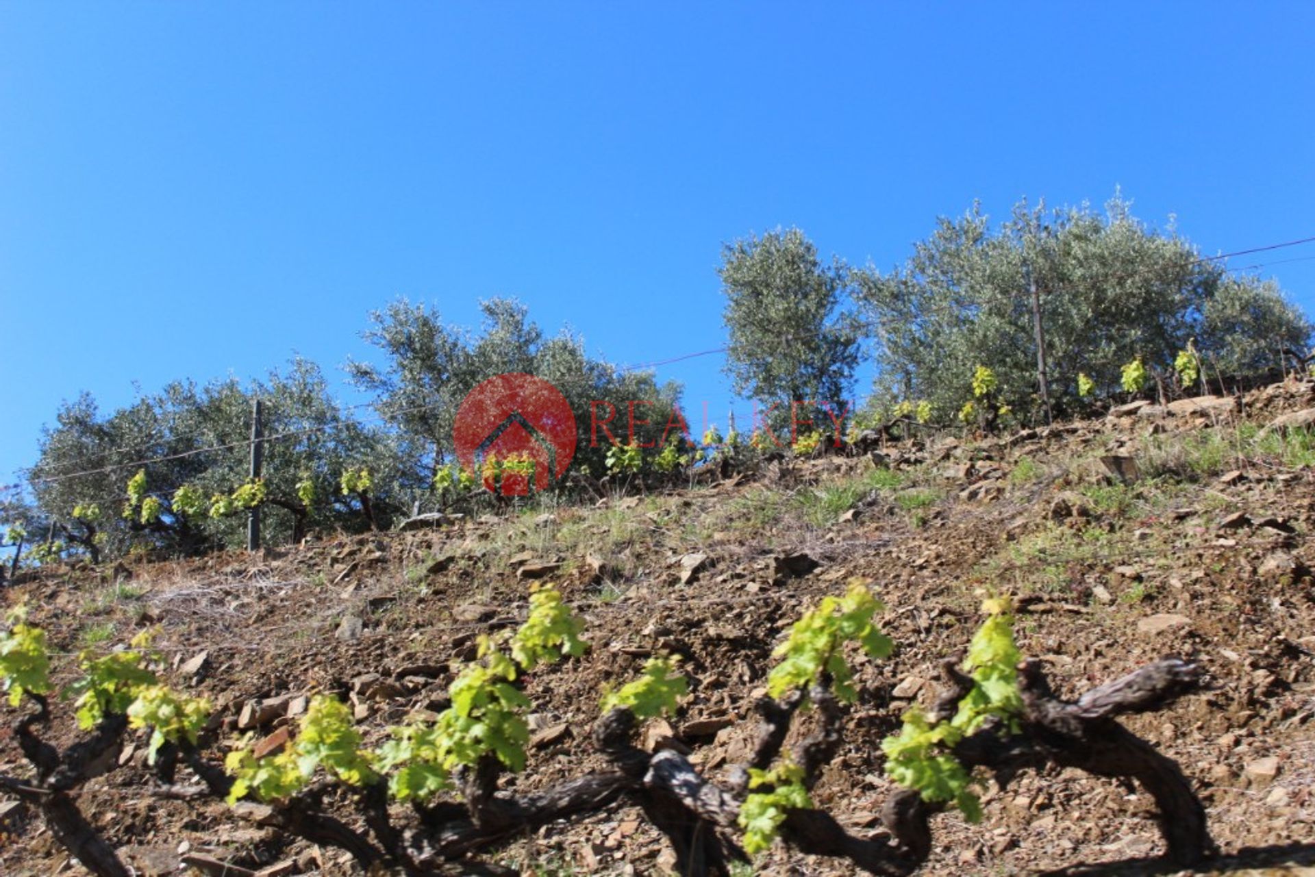 其他 在 Ervedosa do Douro, 维塞乌 10007850